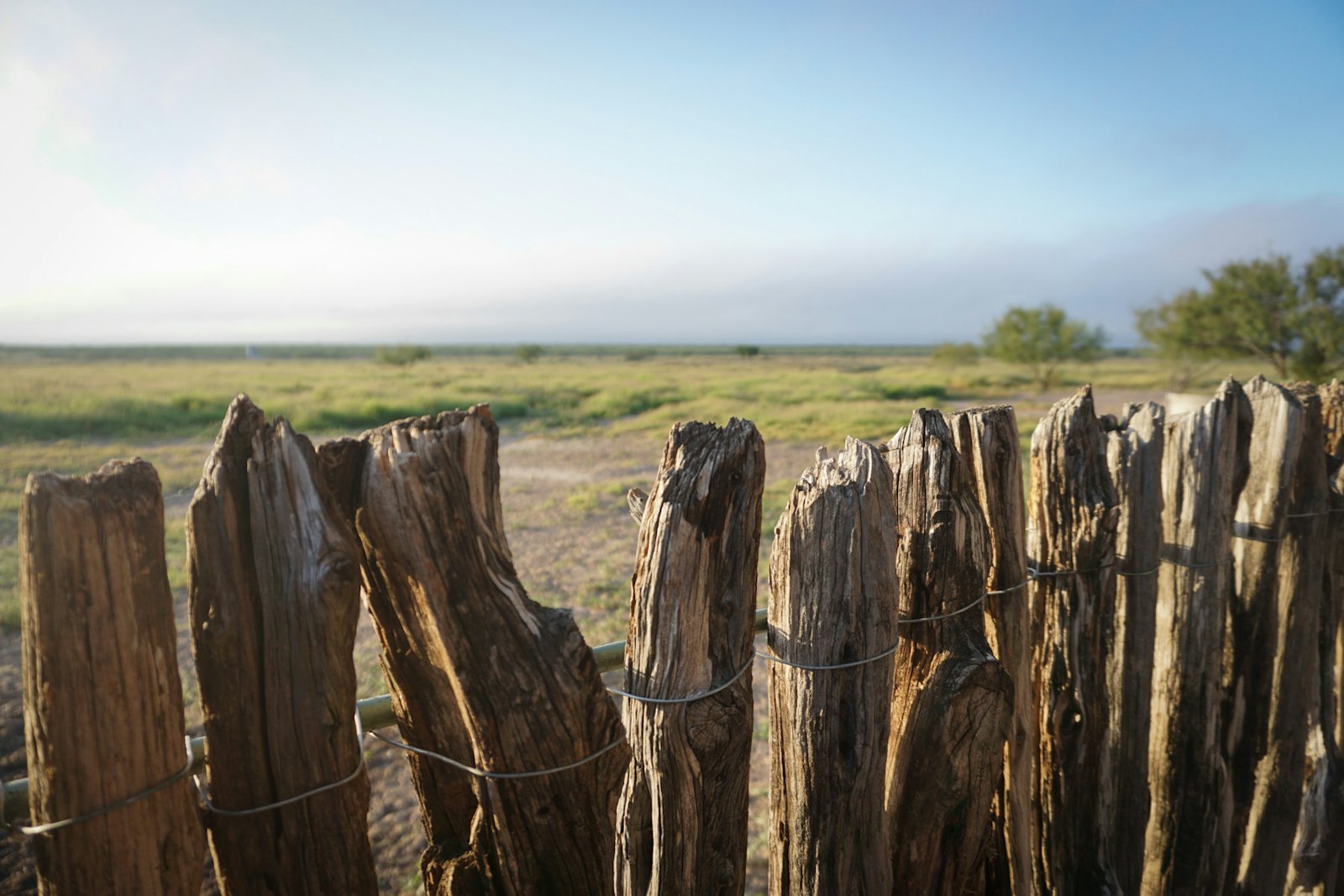 Wooden fence near green trees